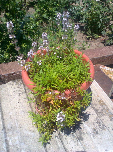 Fotografie0154 - alte flori