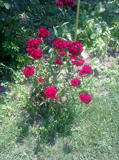 Fotografie0156 - alte flori