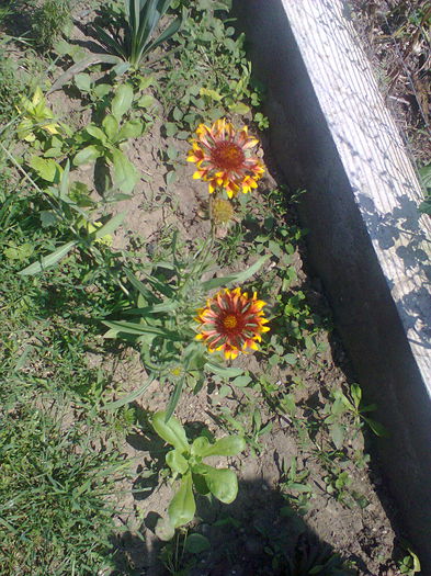 Fotografie0161 - alte flori