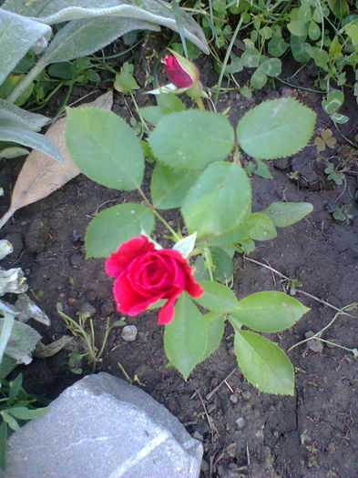 Fotografie0181 - alte flori