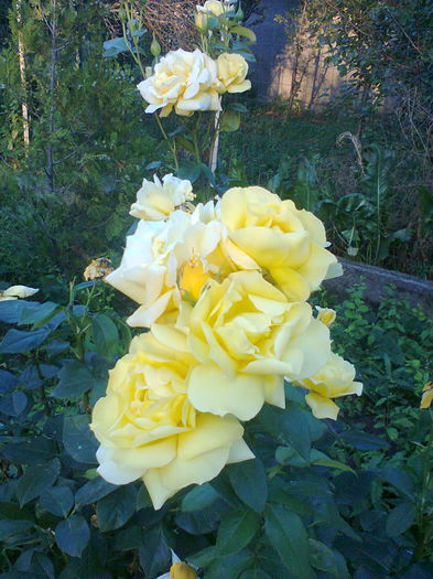 Fotografie0188 - alte flori