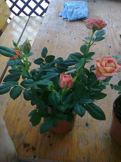 Fotografie0213 - alte flori