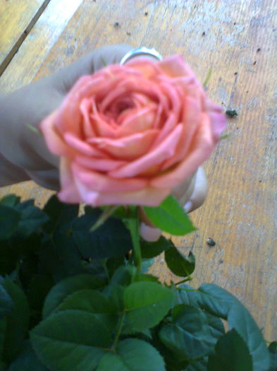 Fotografie0215 - alte flori