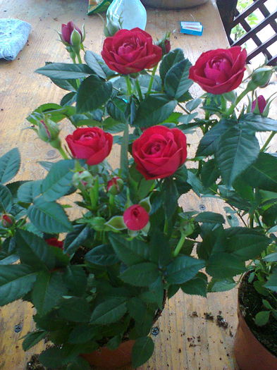 Fotografie0217 - alte flori