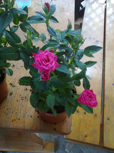 Fotografie0218 - alte flori