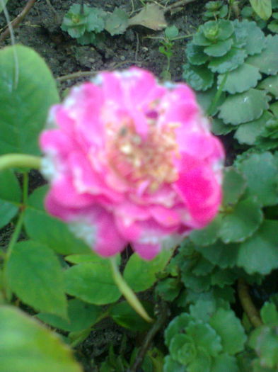 Fotografie0379 - alte flori