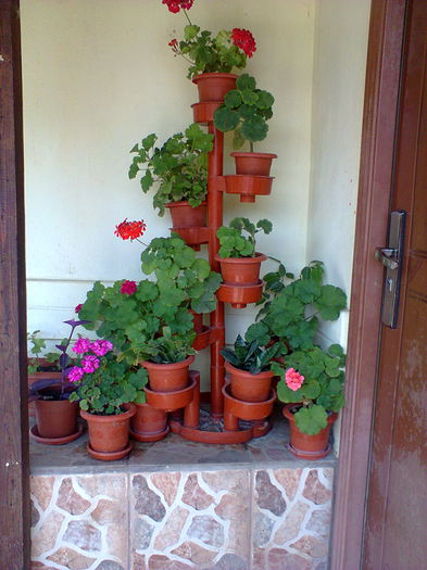 Fotografie0482 - alte flori