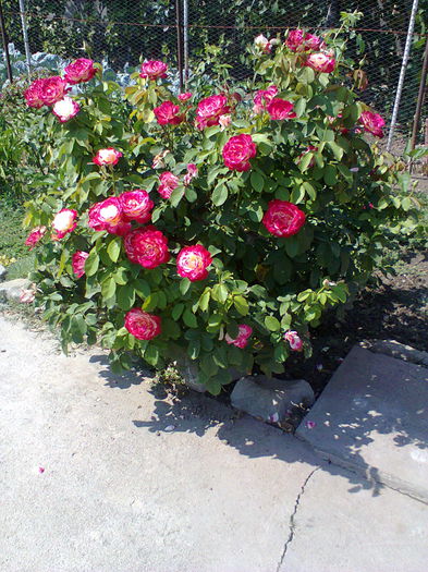 Fotografie0485 - alte flori