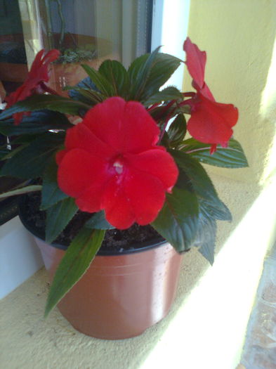 sporul casei olandez000