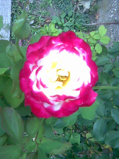 trandafirul meu000 - alte flori