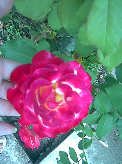 trandafirul roz cu galben000 - alte flori