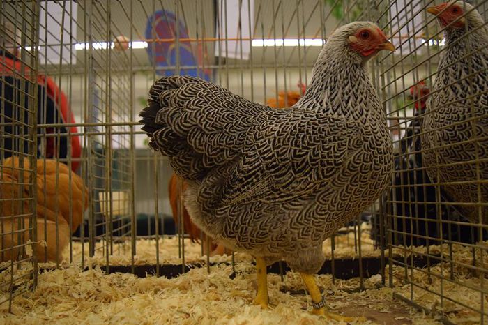 995646_722989107816105_583735768987798875_n