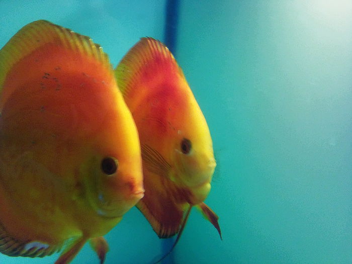 prima serie de pui pe 2015