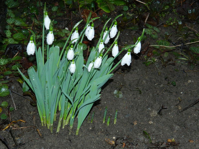 DSCN8680 - 2015_IANUARIE_ALBUM SPECIAL