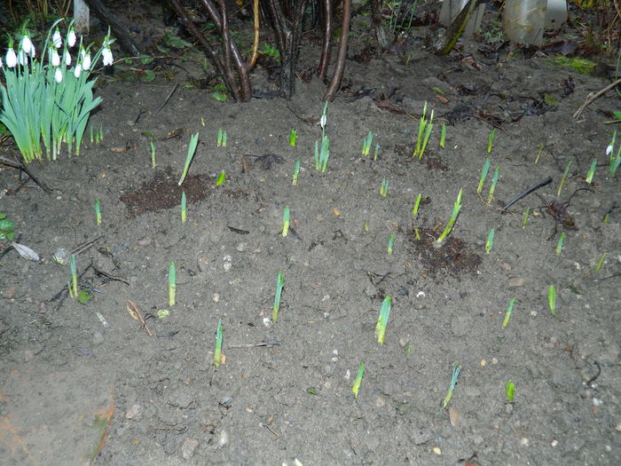 DSCN8682 - 2015_IANUARIE_ALBUM SPECIAL