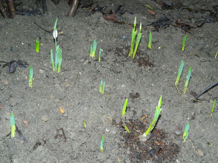 DSCN8683 - 2015_IANUARIE_ALBUM SPECIAL