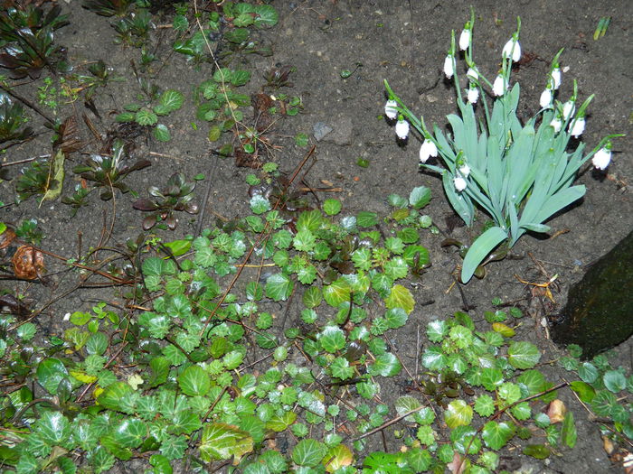 DSCN8684 - 2015_IANUARIE_ALBUM SPECIAL