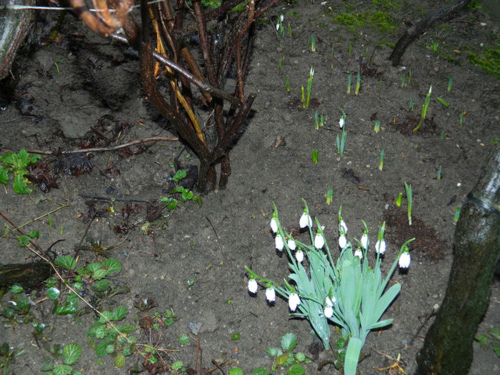 DSCN8686 - 2015_IANUARIE_ALBUM SPECIAL