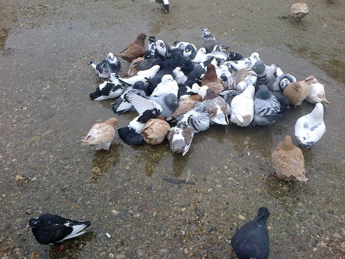 2015-01-28-666 - Porumbeii mei la baie