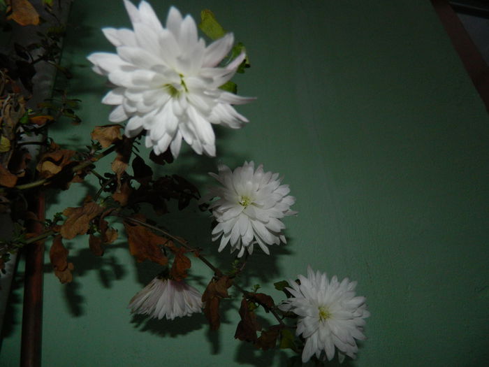 DSCN8743