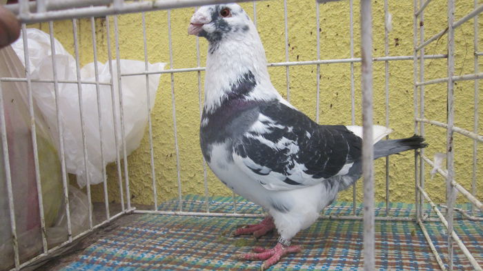 M. 2014 - Voiajori americani