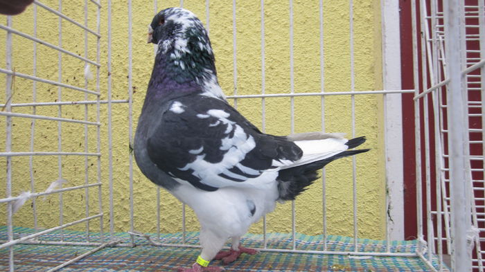 M. 2014 - Voiajori americani