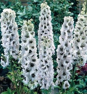 delphinium - Achizitii pentru 2015
