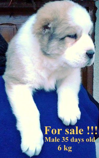 10950859_398413210333421_1650124827_n