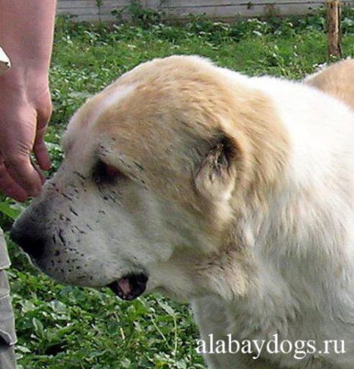 Lord - DE VANZARE_catei Ciobanesc de Asia Centrala _ ANUNT inchis