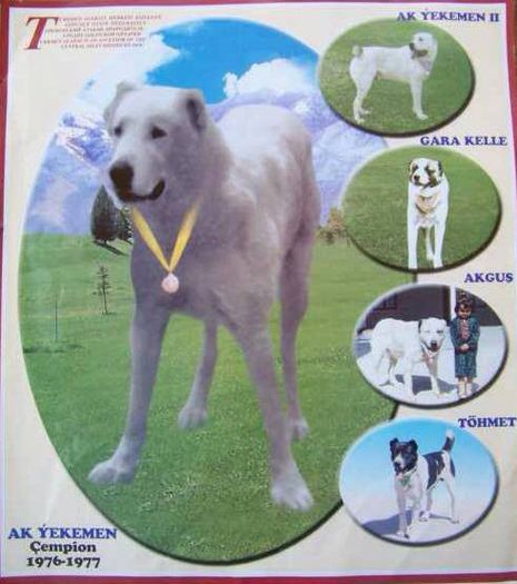 Ekimen campion Turkmenistan - DE VANZARE_catei Ciobanesc de Asia Centrala _ ANUNT inchis