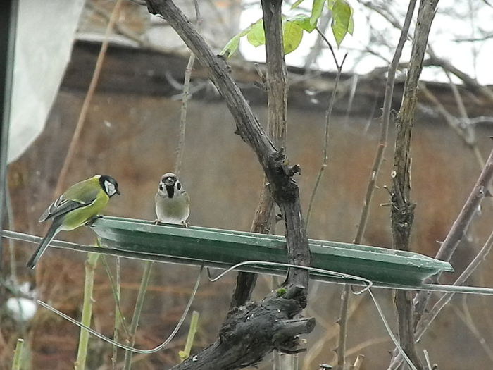 DSCN6255 - SOCIALIZARE_2