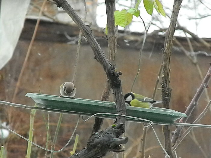 DSCN6259 - SOCIALIZARE_2