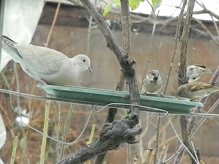 DSCN6320 - SOCIALIZARE_2