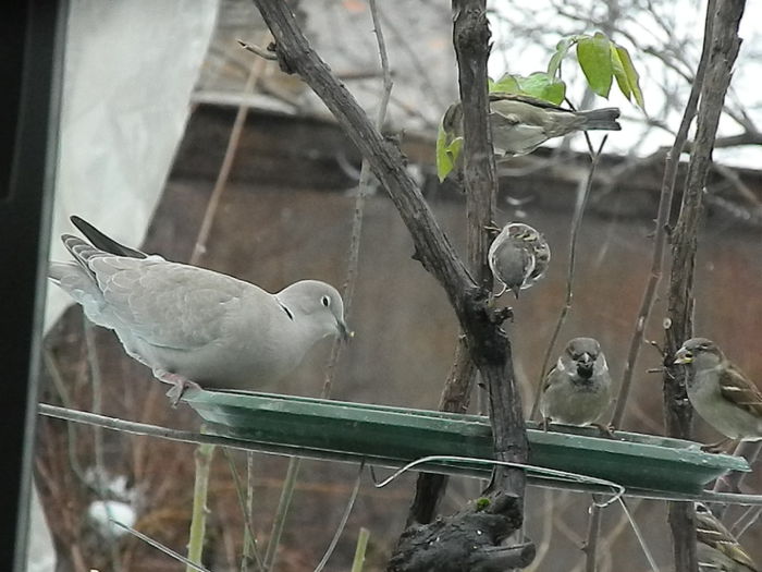 DSCN6328 - SOCIALIZARE_2