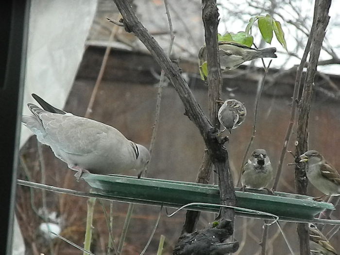 DSCN6329 - SOCIALIZARE_2