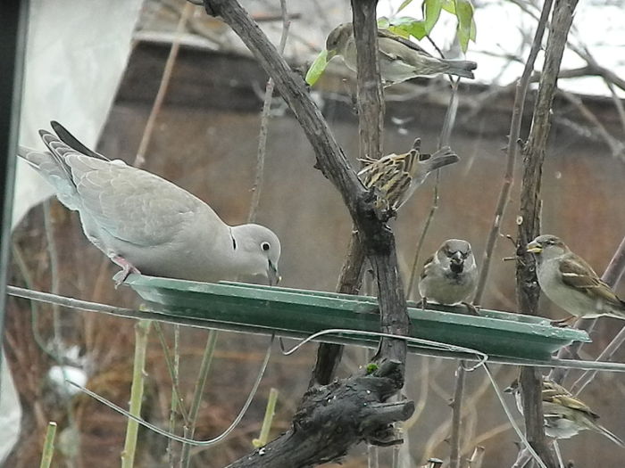 DSCN6330 - SOCIALIZARE_2