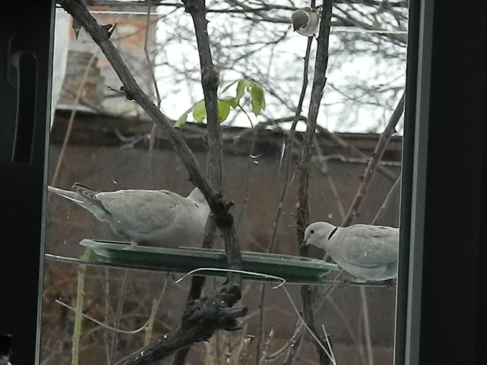 DSCN6371 - SOCIALIZARE_2