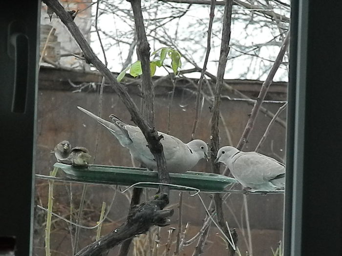 DSCN6384 - SOCIALIZARE_2