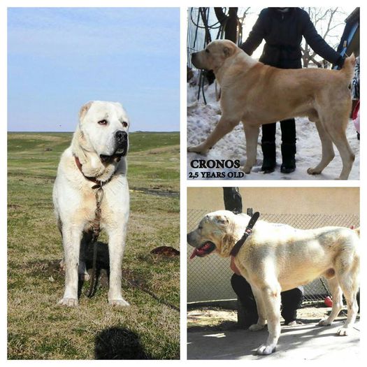 10698659_10203988913541236_3588700884901708863_n