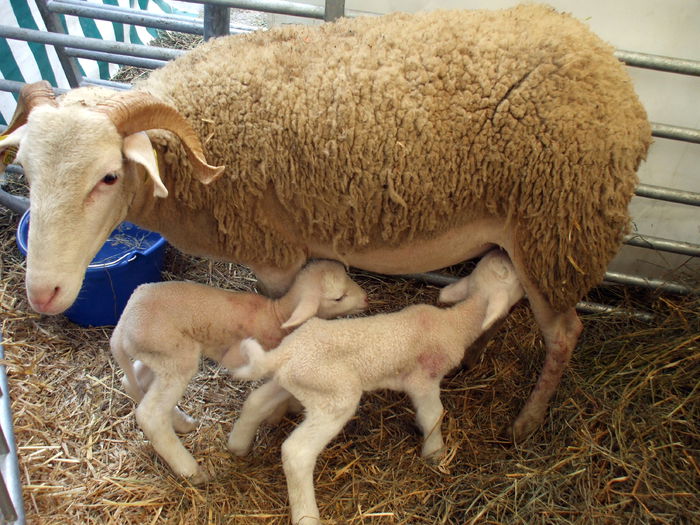 A fatat oaia din Pyrinei daaaa