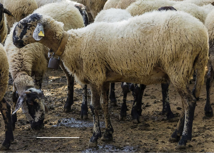 Bagnolese rasa de oi de lana si lapte - Rase de oi si capre-Poze deosebite-5