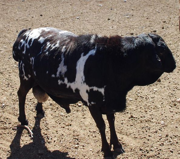 Berbec rasa Persana frumos