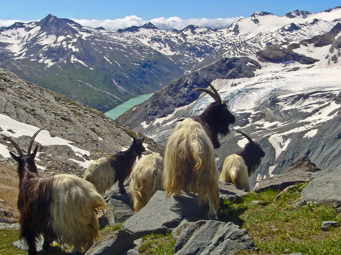 Walliser pe Alpi-4 - Rase de oi si capre-Poze deosebite-5