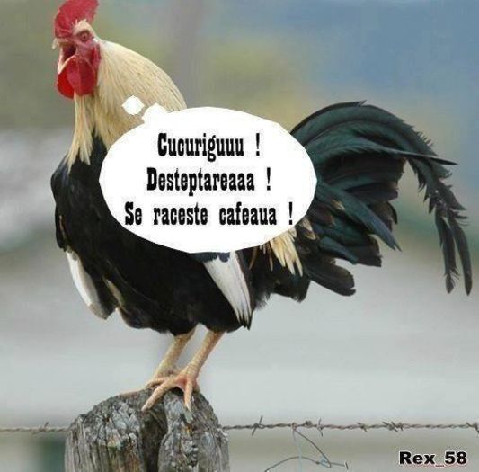 534006_609868835707387_851555308_n - DE GUSTIBUS  ET COLORIBUS NON DISPUTANDUM