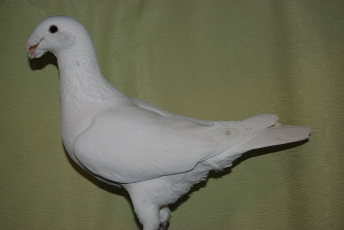 DSC_0019masc 2012germanyvindut; cr.heinz dinkel rezervat
