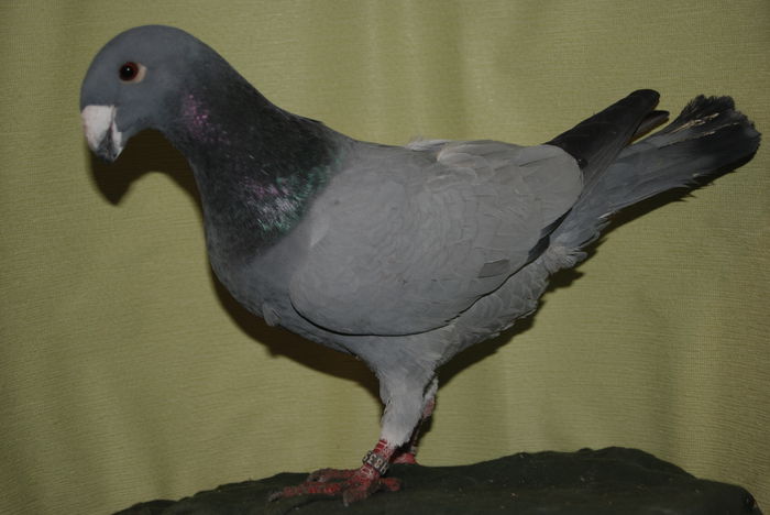 DSC_0028fem 2014vinduta; cr.f.ovidiu
