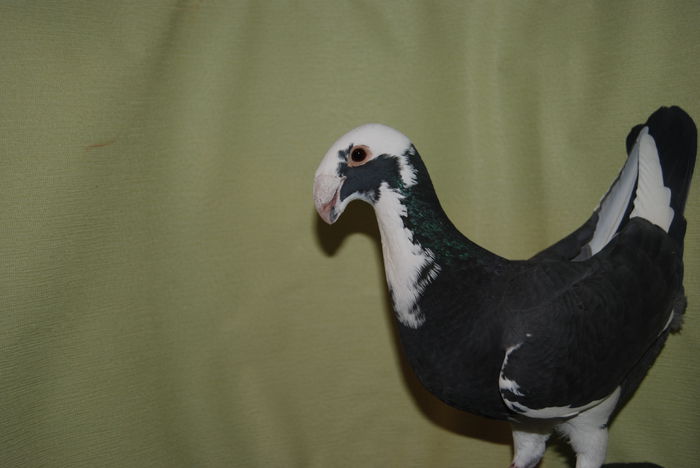 DSC_0035fem 2013vinduta; cr.f.ovidiu
