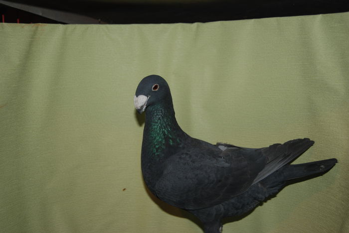 DSC_0037fem 2014vinduta; cr.f.ovidiu
