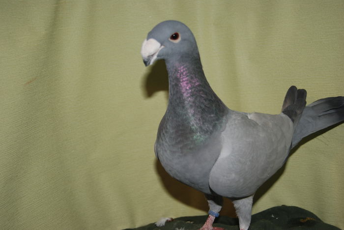 DSC_0038fem 2014vinduta; cr.f.ovidiu
