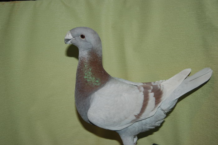 DSC_0040fem 2013vinduta; cr.simon gyorgy
